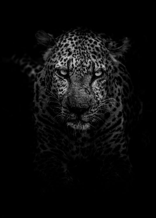 Leopard-Poster