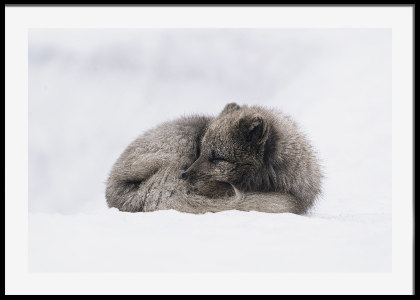 Arctic Fox Poster