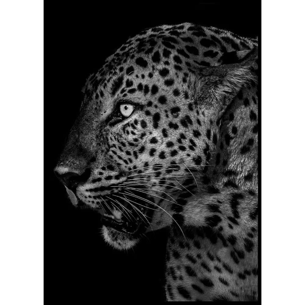 Leopard No3 Poster