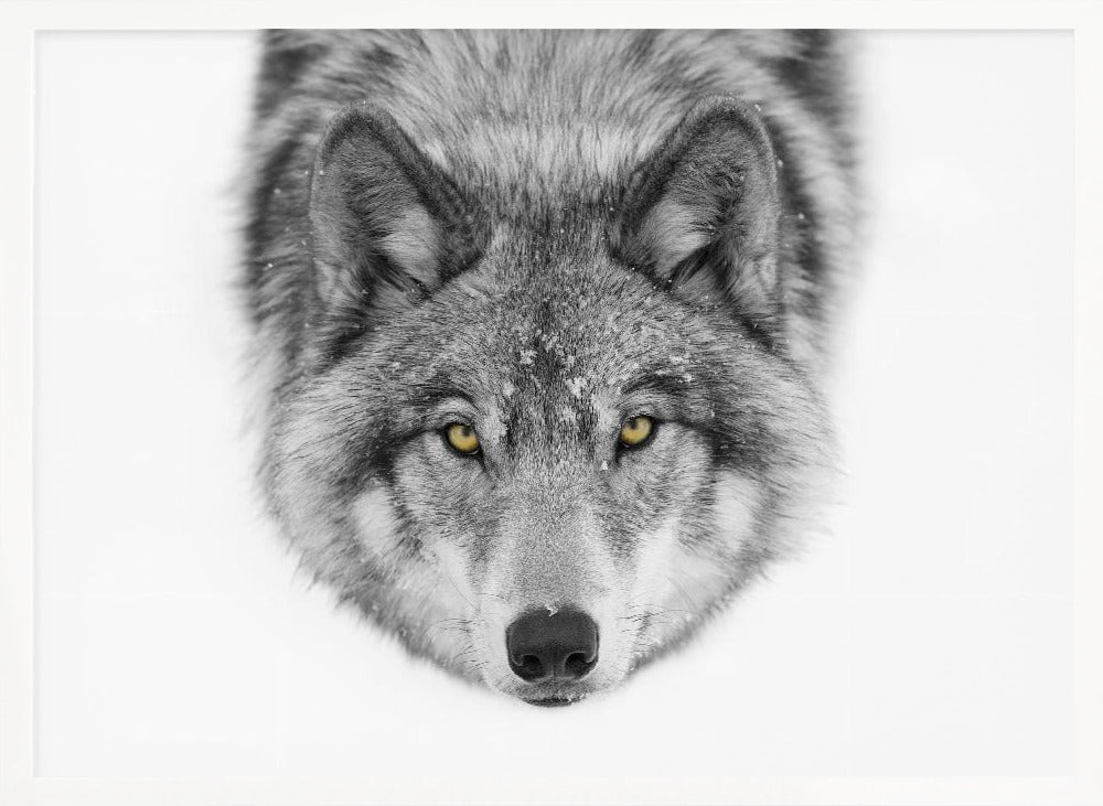 Timber Wolf No2 Poster