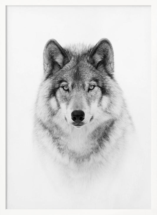 Timber Wolf Poster