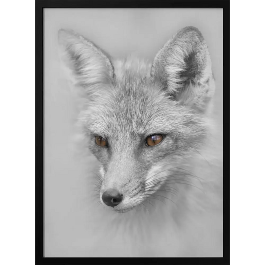 Red Fox Portrait Poster - 2073822